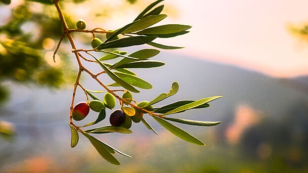 AP: цены на оливковое масло в Европе спровоцировали кризис