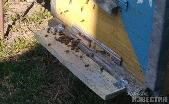 В Курской области разбираются в гибели примерно 400 пчелосемей