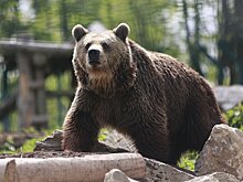 Медведи Магаданской области стали гораздо меньше бояться людей