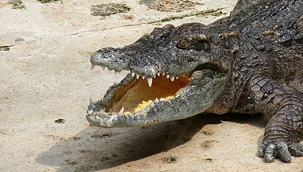 В австралийском зоопарке крокодил проглотил камеру, запись попала в сеть