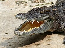 В австралийском зоопарке крокодил проглотил камеру, запись попала в сеть