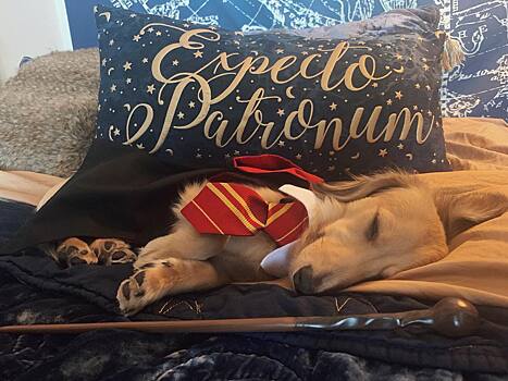 «Вингардиум Левиоса»: собака выучила заклинания из «Гарри Поттера» (ВИДЕО)