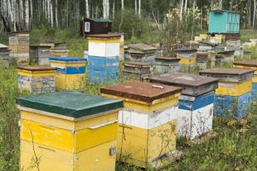 Пасечникам, чьи пчёлы погибли из-за пестицидов, компенсируют ущерб