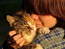 Где понюхать кота, чтобы ощутить счастье