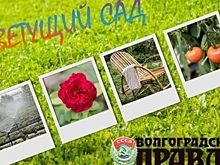 Определились финалисты фотоконкурса «Цветущий сад»
