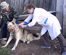 В Орловской области у собаки диагностировали бешенство