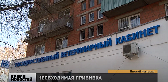 Около 40 тысяч домашних любимцев вакцинировано от бешенства в этом году