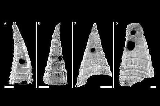 CurBio: 517 млн лет назад морские хищники научились ломать панцири брахиопод