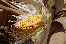 Ученые признали безопасность ГМ-кукурузы