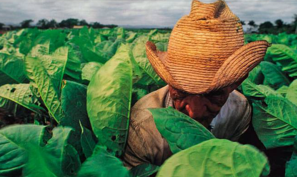 Китайские генетики создали производящие кокаин растения табака