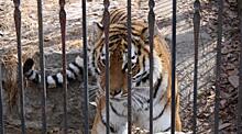 Тигрица переехала из зоосада под Хабаровском на время ремонта