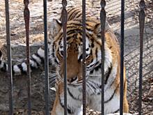 Тигрица переехала из зоосада под Хабаровском на время ремонта