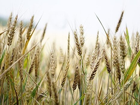 Украина на пороге нового Голодомора: такого не было с 1947 года