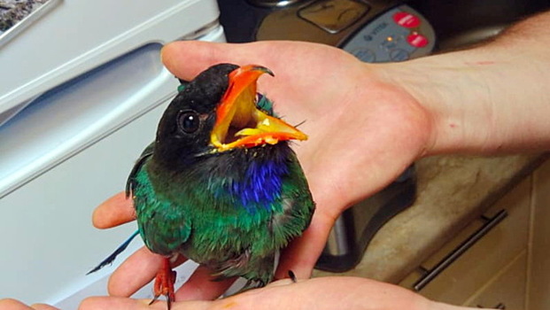 В Приморском заповеднике спасли редкую «птицу счастья»