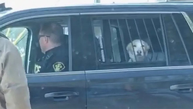 Полицейские «арестовали» пса за охоту на оленя