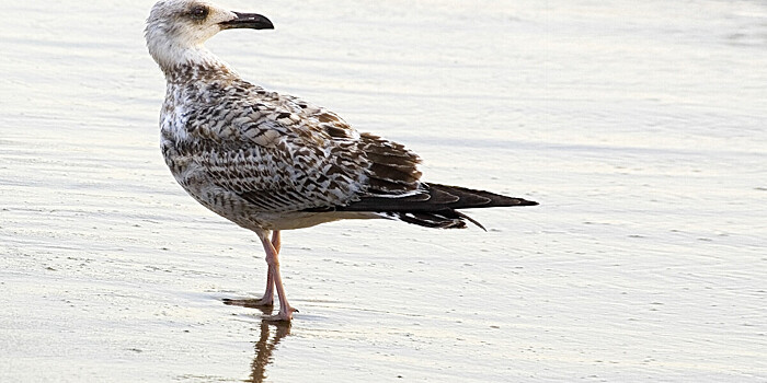 Чайке запретили заходить в магазин в Британии. Птица украла оттуда 30 пачек чипсов