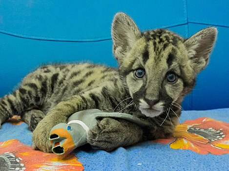 В Самарском зоопарке у канадской пумы Пармы родился детеныш
