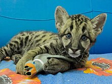 В Самарском зоопарке у канадской пумы Пармы родился детеныш