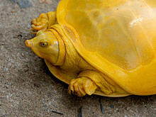 В Индии обнаружили черепаху редкой желтой окраски