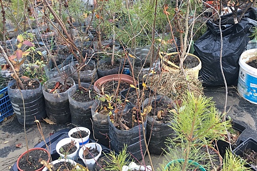 В Тюмени вырастили мини-лес по методу японского ботаника