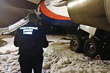 В Барнауле дикие лисицы помешали посадке самолета