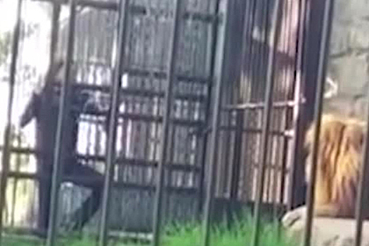Пьяный посетитель зоопарка сунул руку в клетку со львом