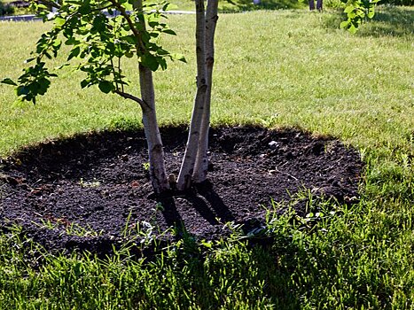 В Москве высадят свыше 350 тыс. деревьев и кустарников в 2024 году