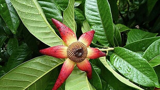 В тропическом цветке обнаружили вещество, убивающее раковые клетки