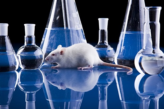 Ученые нашли замену лабораторным животным
