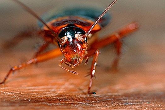 Нанороботами внутри таракана можно управлять силой мысли
