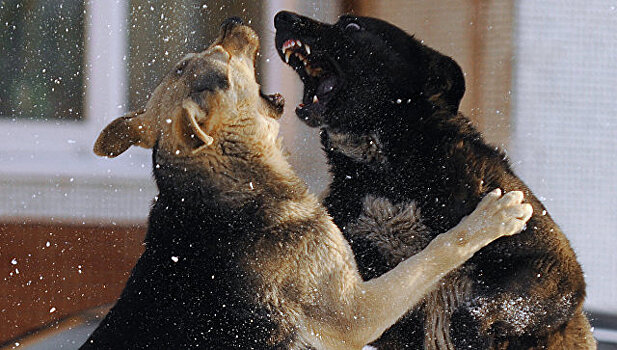 СК проверяет информацию о нападении собак на женщину с ребенком в Мурманске