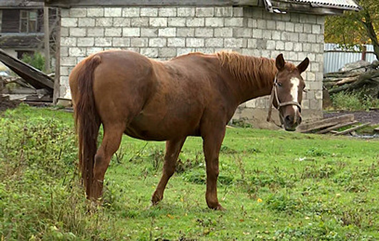 В Ленобласти конь напал на пенсионерку: женщина осталась без руки
