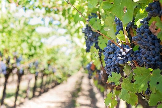 Владелец «Инкермана» втрое увеличит собственные виноградники в Крыму