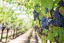Владелец «Инкермана» втрое увеличит собственные виноградники в Крыму