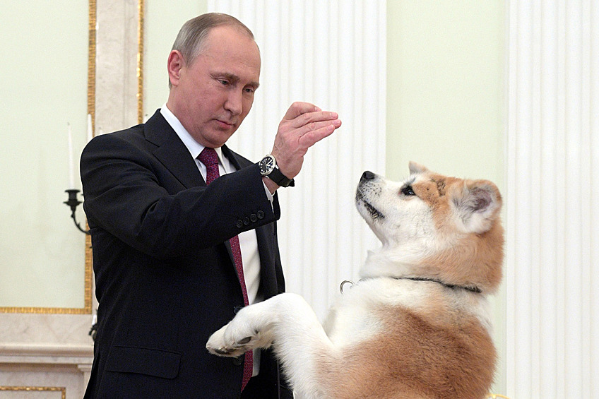 Президент РФ Владимир Путин с собакой по кличке Юмэ породы акита-ину, подаренной в 2012 году губернатором префектуры Акита Норихисом Сатакэ