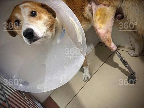 Ветврачи в Новосибирске впервые в России провели протезирование тазовой конечности у собаки