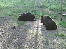 Весенняя охота на медведя разрешена в Нижегородской области