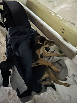 Соцсети: сбивший собаку кузбасский автомобилист скрылся