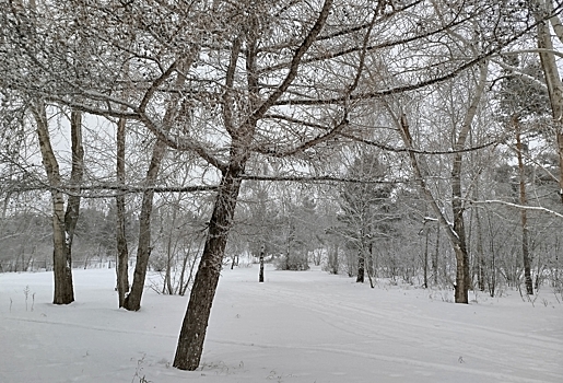На юге Омской области раньше срока расцвела верба