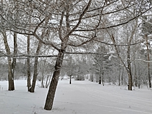 На юге Омской области раньше срока расцвела верба