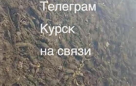 В Курской области дно реки Сейм усыпано мертвыми раками и рыбами