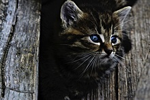 Кот в блендере: на что способны живодеры