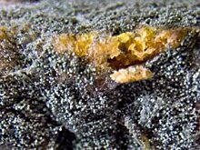 Еще один вид плесени обнаружили у переболевшего ковидом пациента в Индии