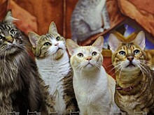 Фонд кино выделит средства на производство мультфильма об эрмитажных котах