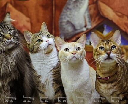 Фонд кино выделит средства на производство мультфильма об эрмитажных котах