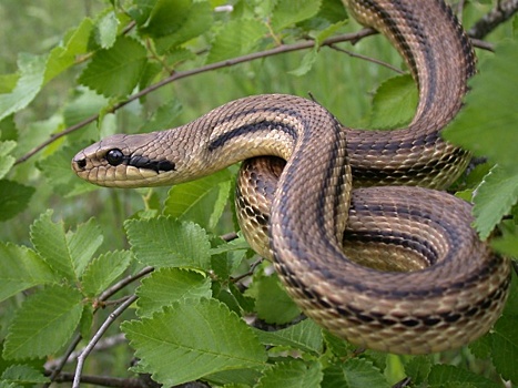 В астраханском спорткомплексе «Звездный» обнаружили огромную змею