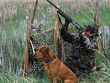 Охотиться можно будет круглый год, в также с джипа или вертолета