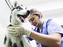 Как обеспечить счастливую жизнь домашнему питомцу? Правила ветеринарного врача