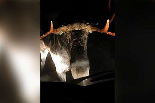 Водителей из Подмосковья предупредили о лосях, которые выбегают за солью