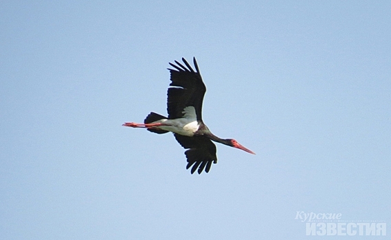 В Курской области запечатлён чёрный аист